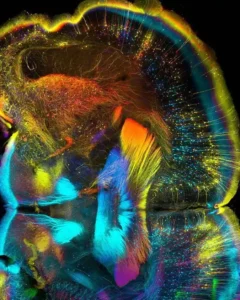 neurotagging your goal state 2