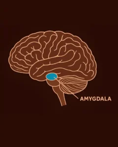 amygdala survival brain stress response