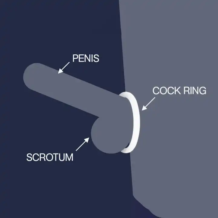 diagramma che mostra come si usa un cockring per avere erezioni più potenti